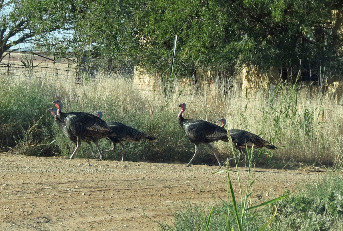 Wild Turkey - ML624555007