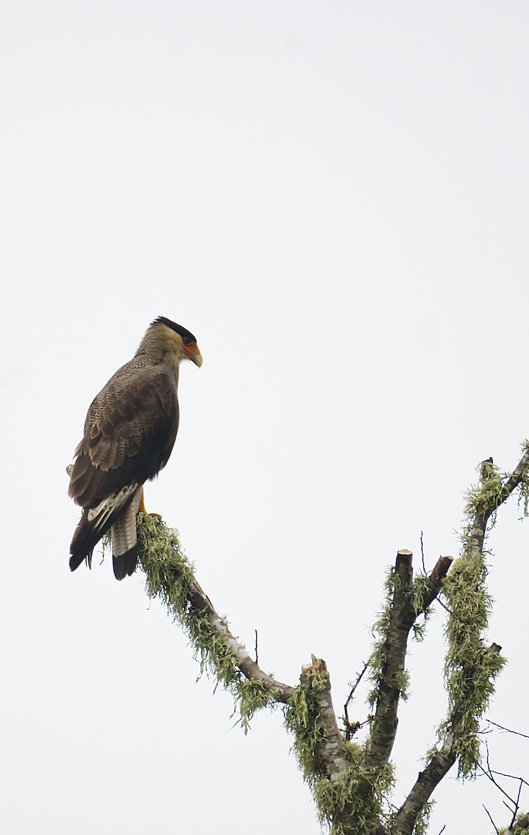 Caracara Carancho - ML624555017