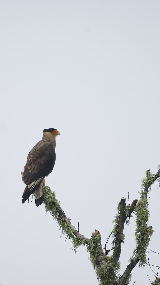 Caracara Carancho - ML624555018