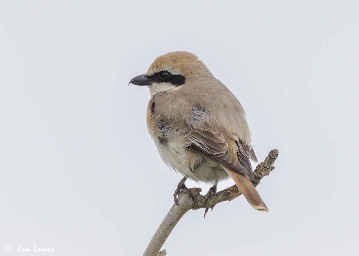 Red-tailed Shrike - Jon Lowes