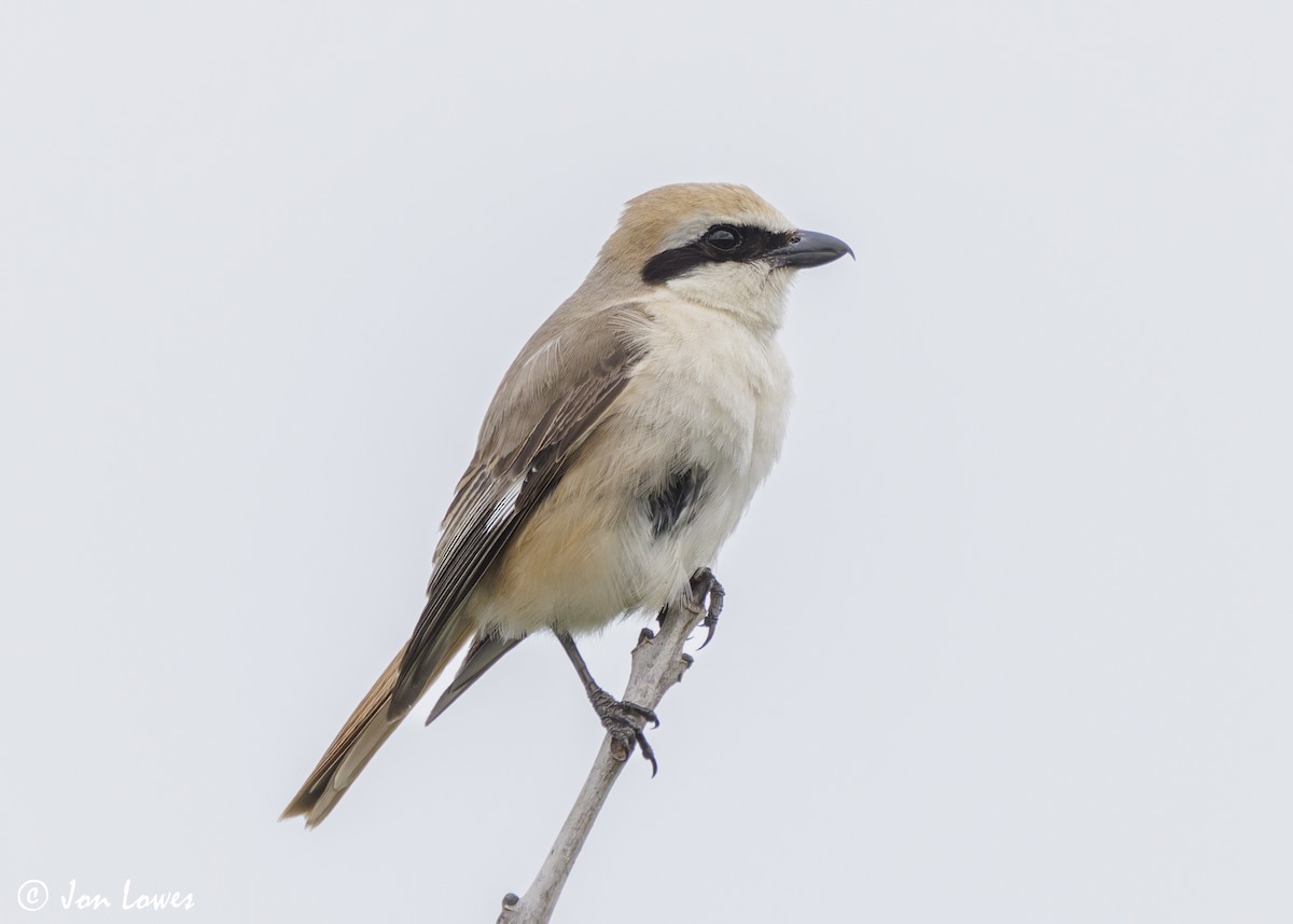 Red-tailed Shrike - Jon Lowes