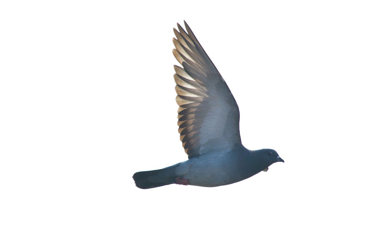 Rock Pigeon (Feral Pigeon) - ML624555057