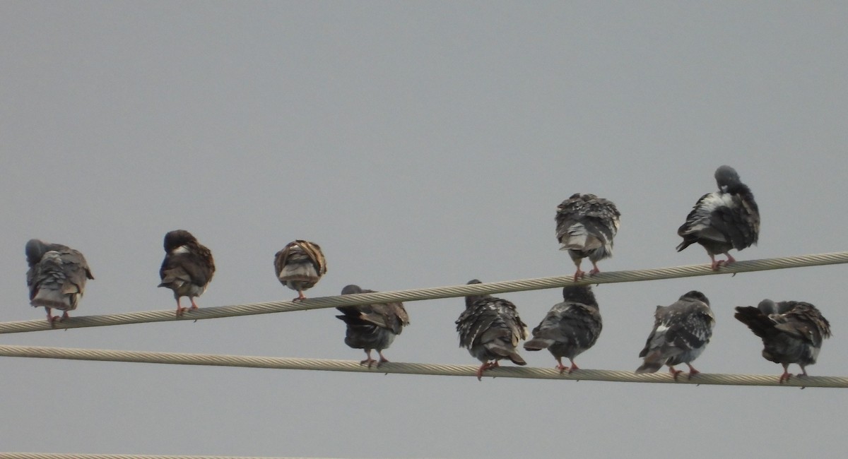 Rock Pigeon (Feral Pigeon) - Chuck Hignite