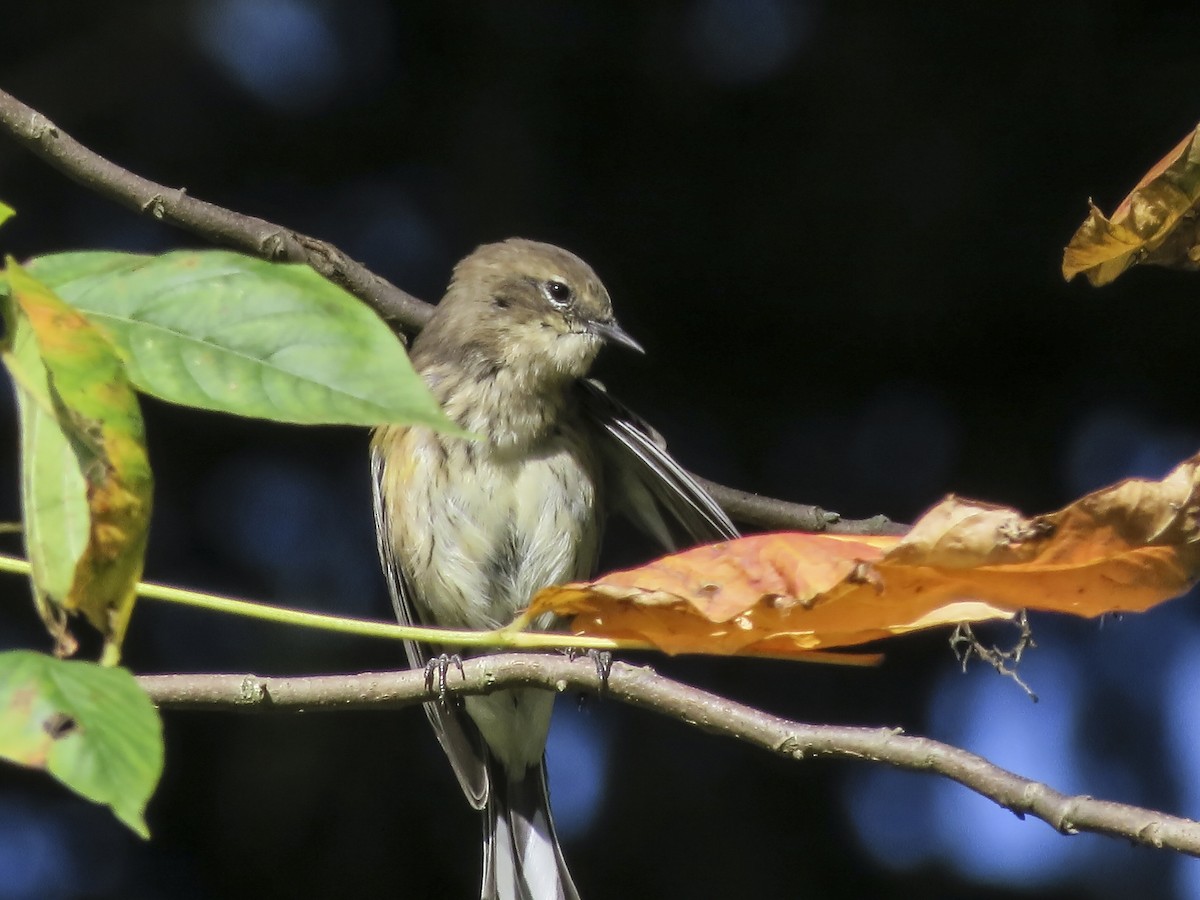 Yellow-rumped Warbler - Kate Jackman