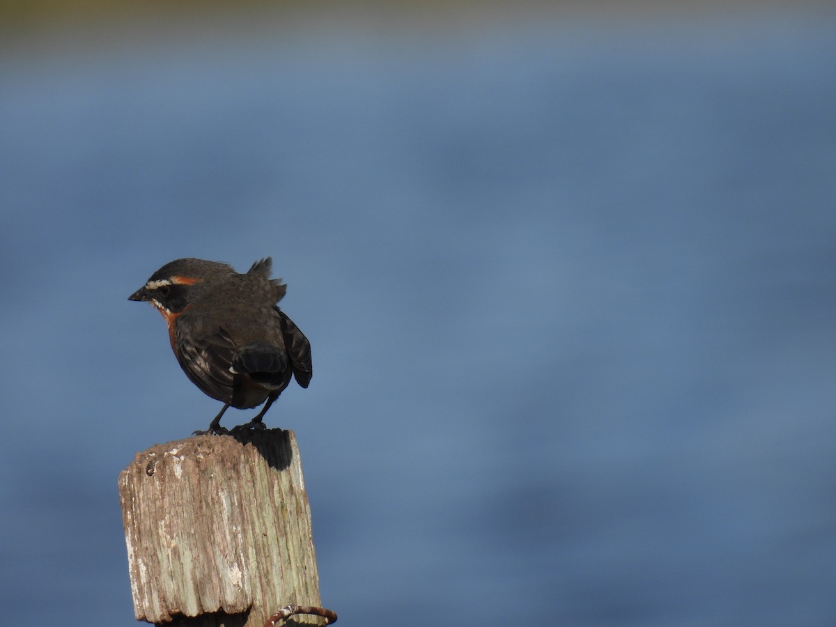 Black-and-rufous Warbling Finch - Silvana Mallo