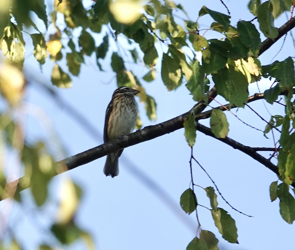 Rose-breasted Grosbeak - Julie Smith