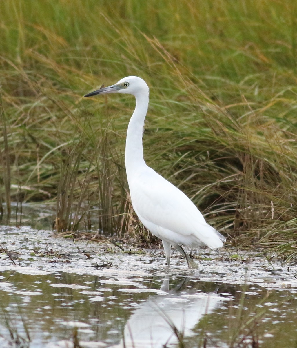 Little Blue Heron - ML624555150
