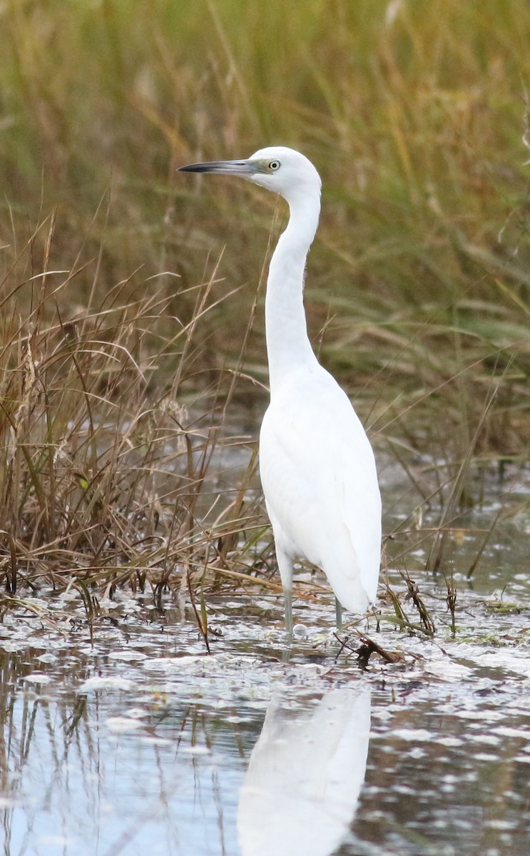 Little Blue Heron - ML624555151