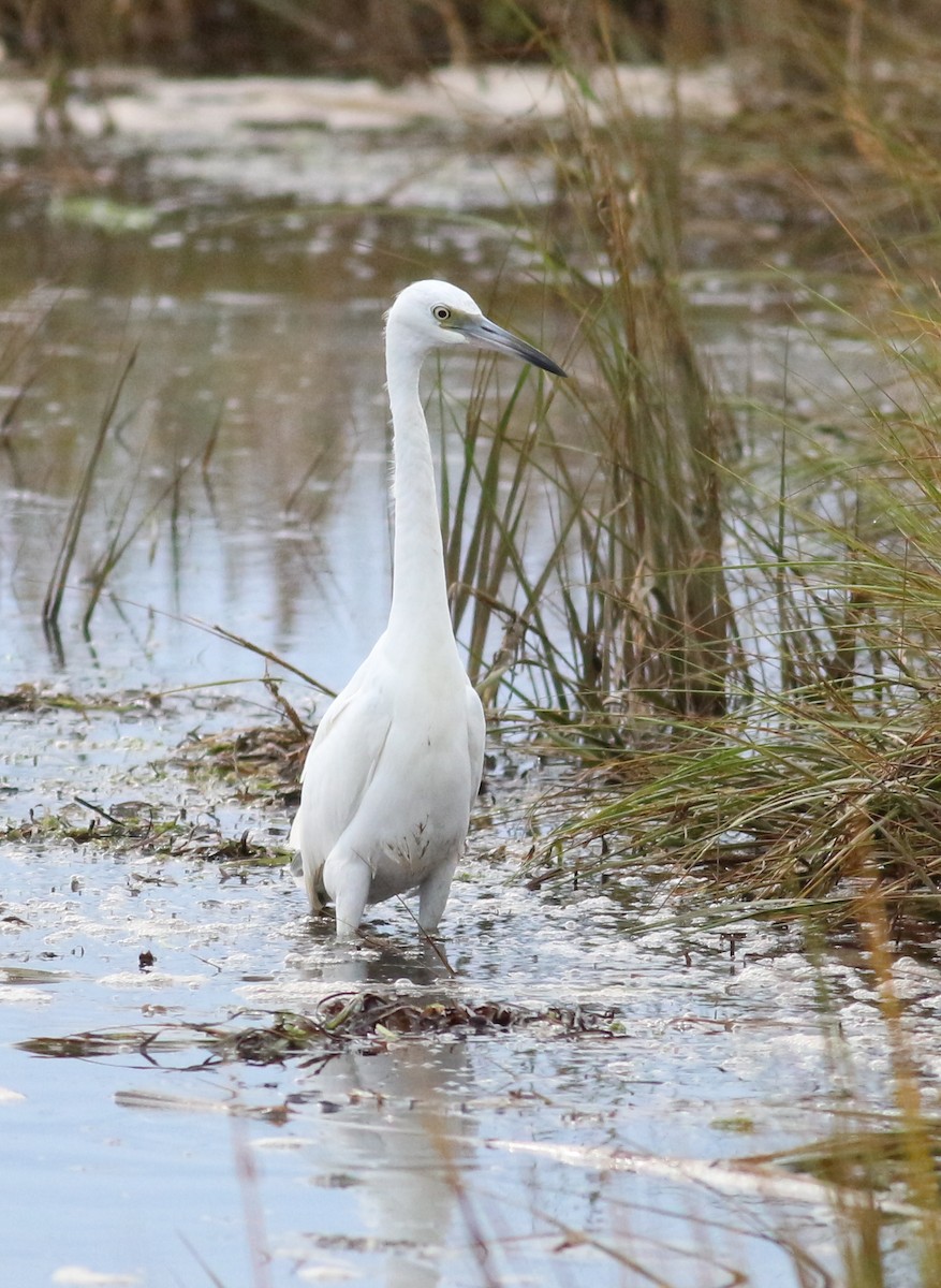 Little Blue Heron - ML624555152