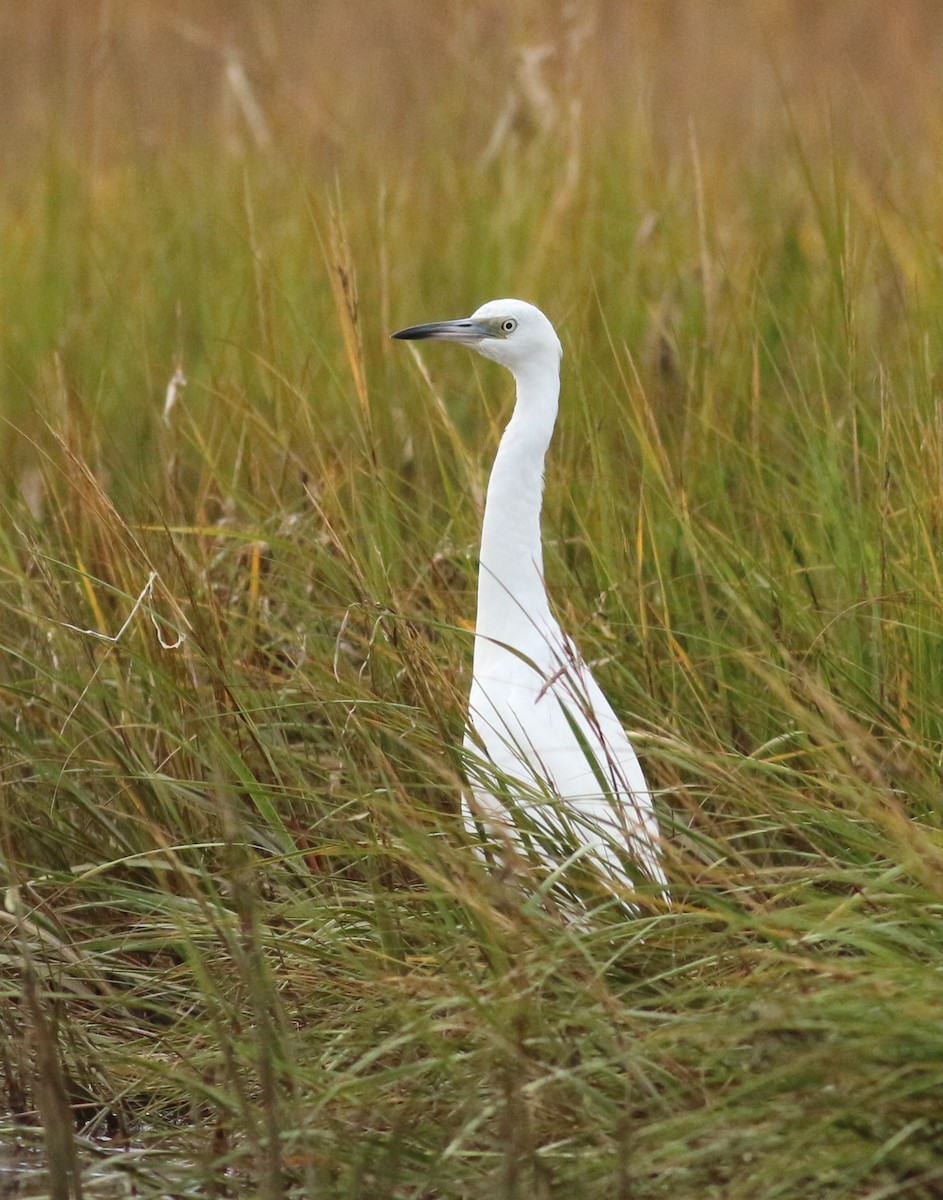 Little Blue Heron - ML624555153