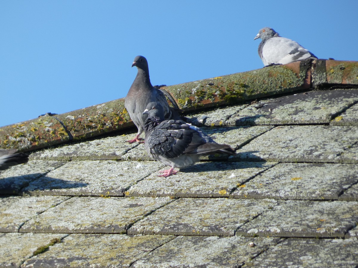 Rock Pigeon (Feral Pigeon) - ML624555191