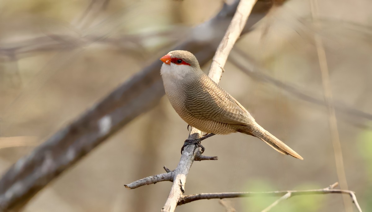 Common Waxbill - ML624555195