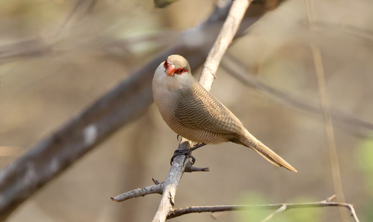 Common Waxbill - ML624555196