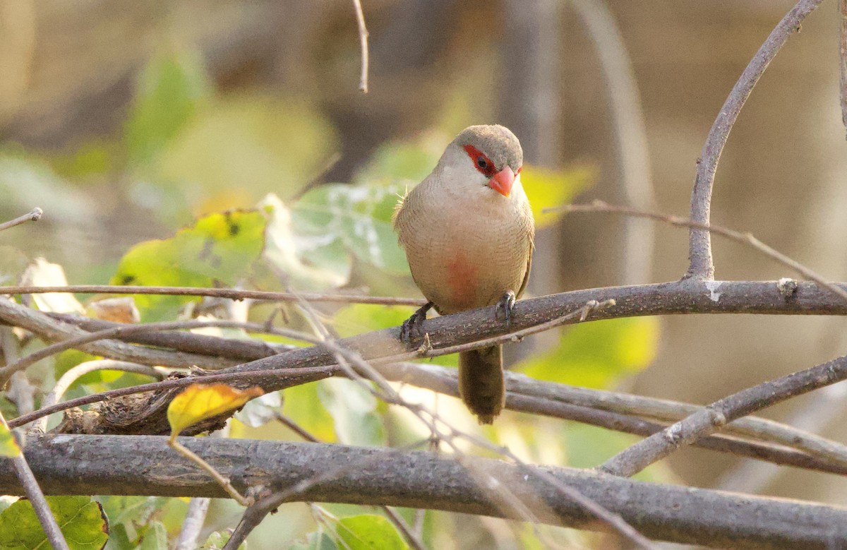 Common Waxbill - ML624555204