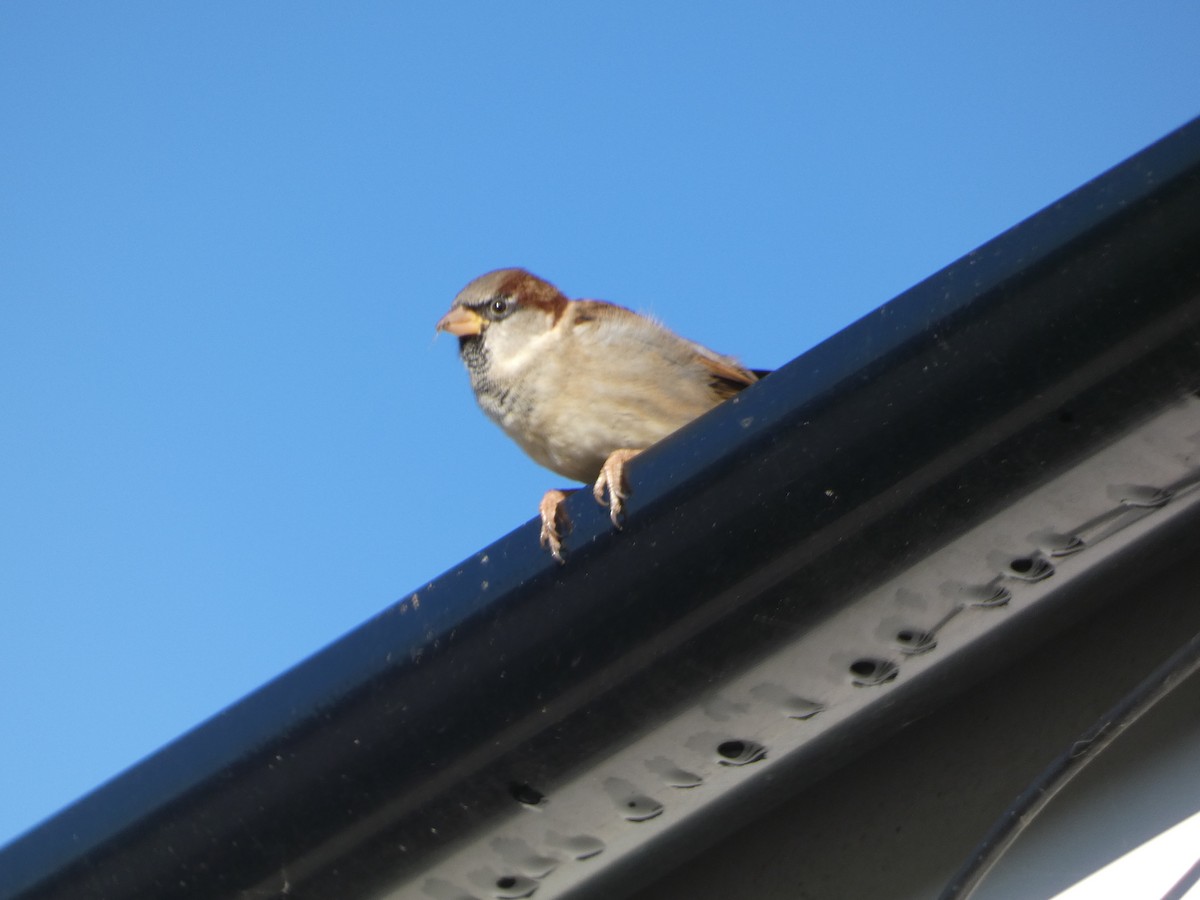 House Sparrow - ML624555259