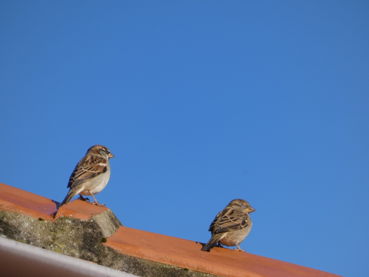 House Sparrow - ML624555260