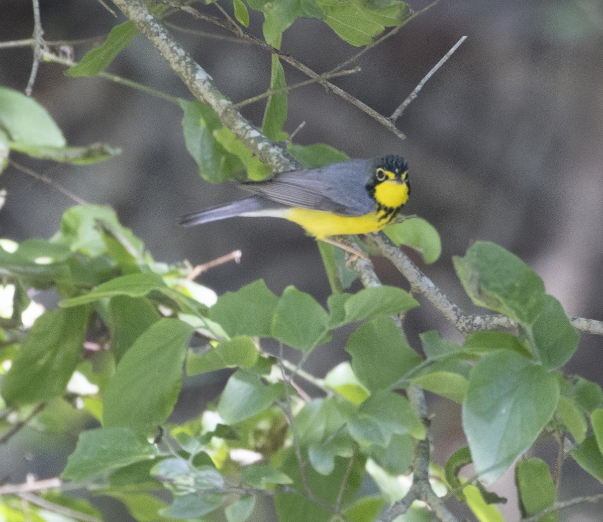 Canada Warbler - ML624555272