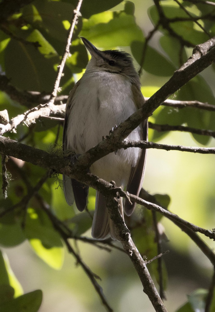 Black-whiskered Vireo - ML624555322