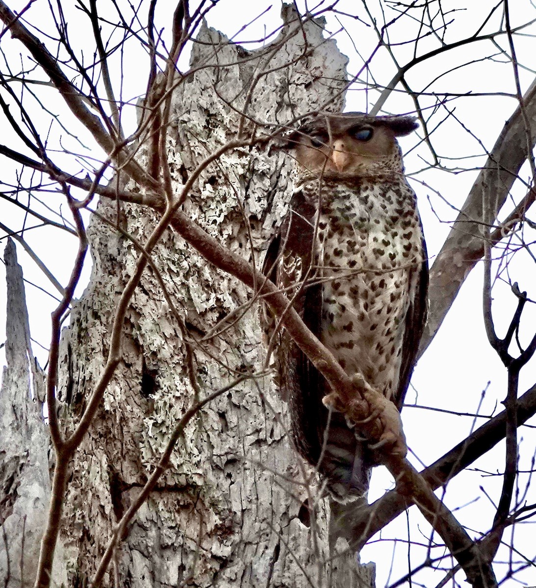 Spot-bellied Eagle-Owl - ML624555328