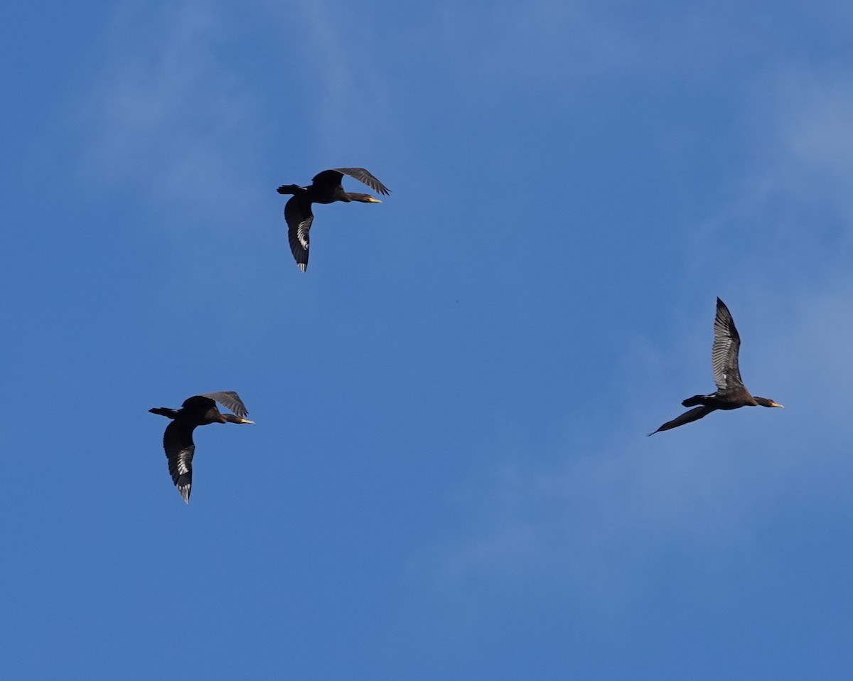 Double-crested Cormorant - ML624555353