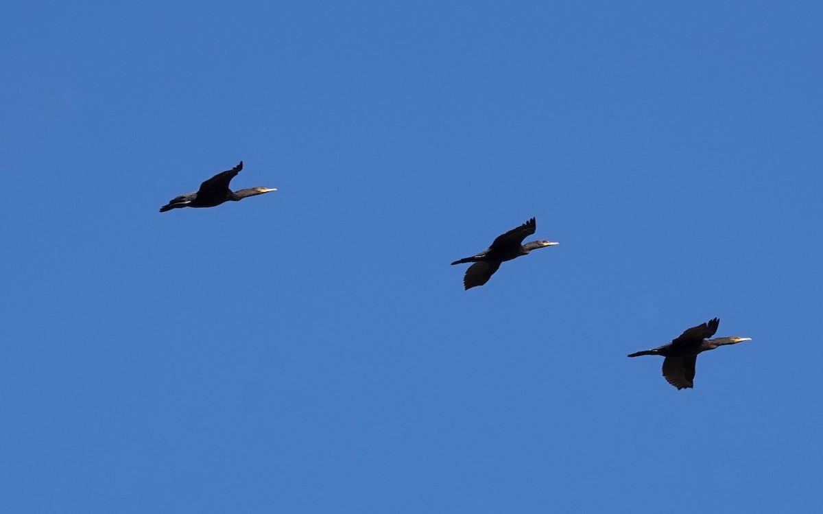 Double-crested Cormorant - Michael DeWispelaere