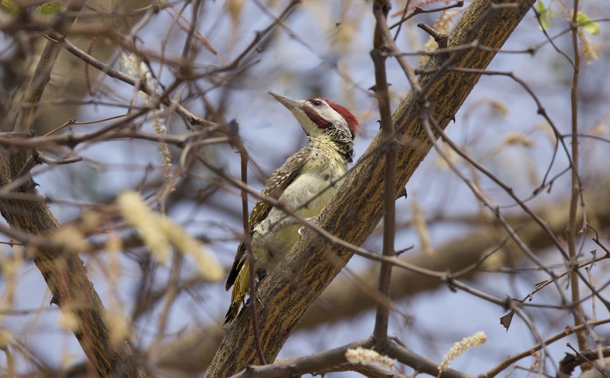 Bennett's Woodpecker - ML624555355