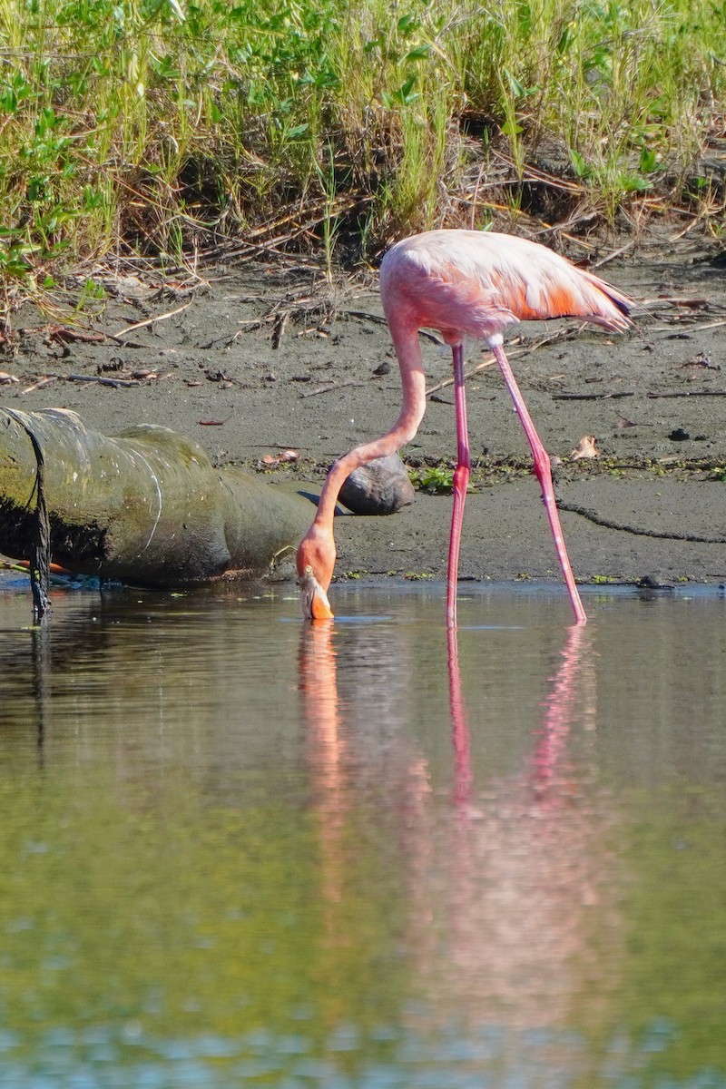 American Flamingo - ML624555356