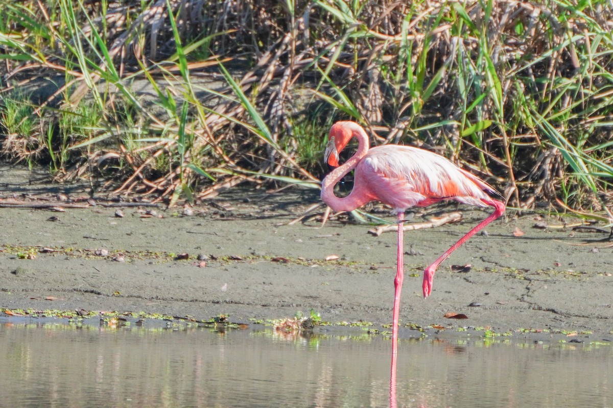 American Flamingo - ML624555357