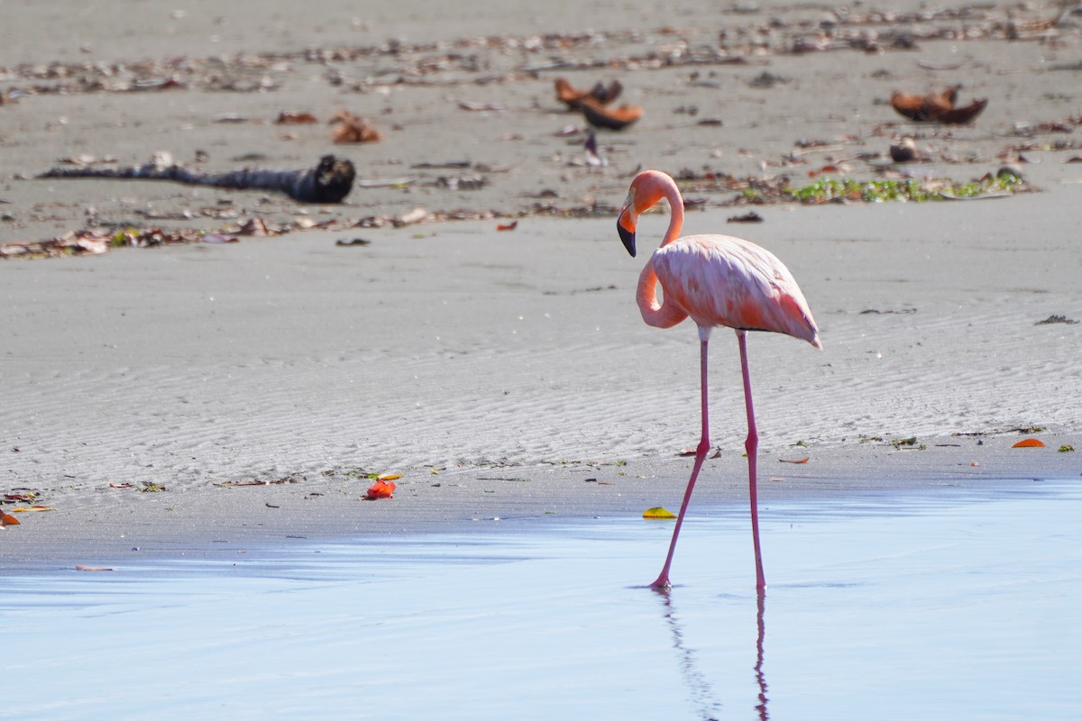 American Flamingo - ML624555358