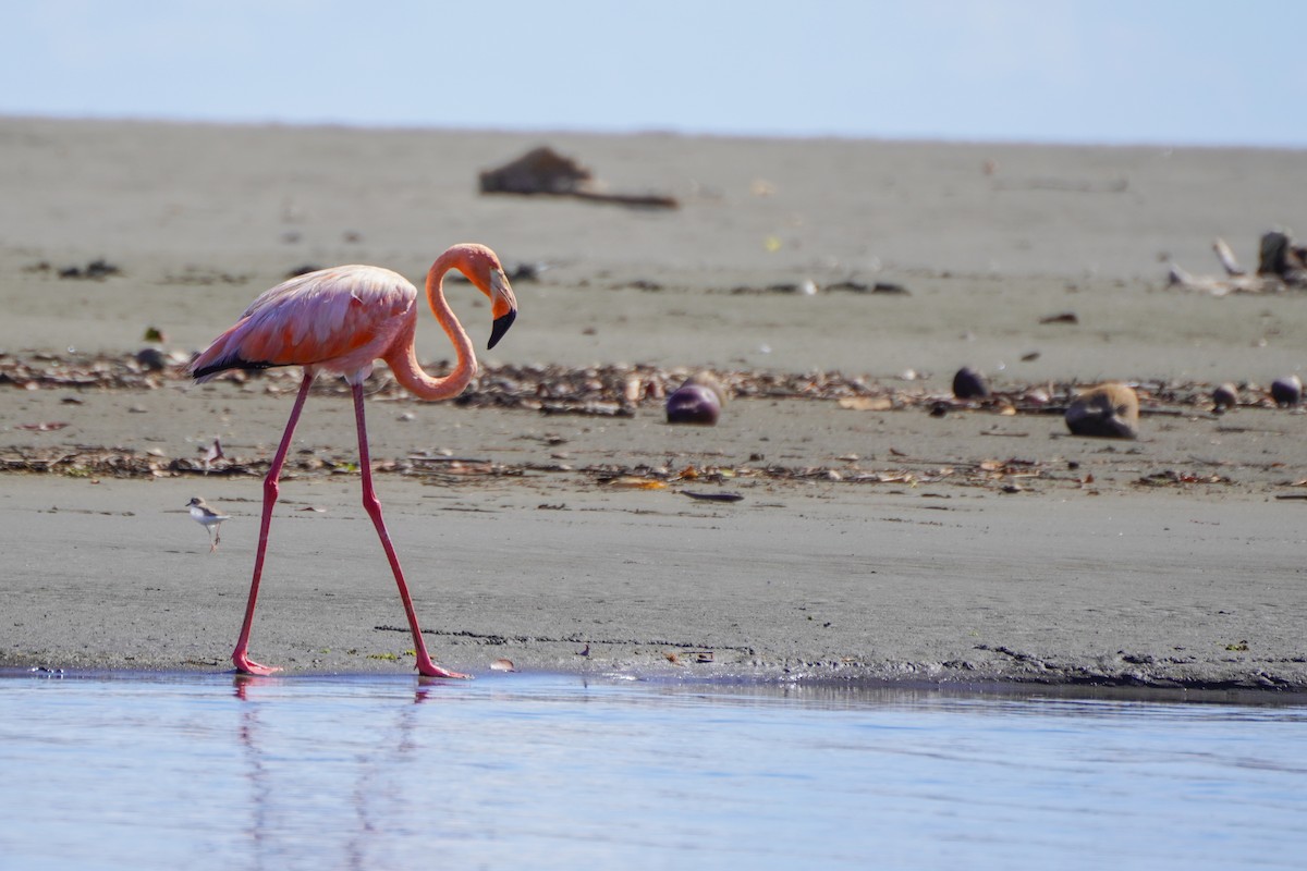 American Flamingo - ML624555359