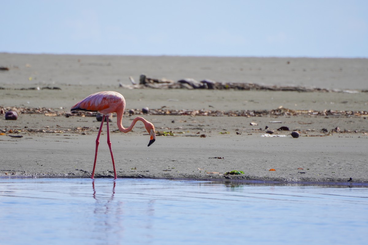 American Flamingo - ML624555361