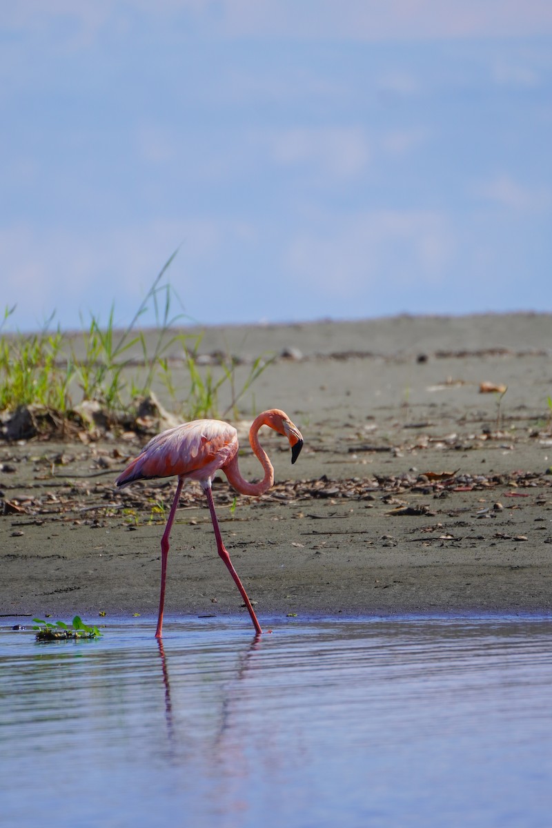 American Flamingo - Teylor Redondo