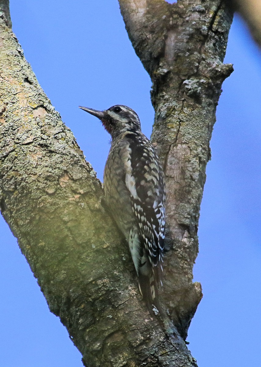 Yellow-bellied Sapsucker - ML624555366