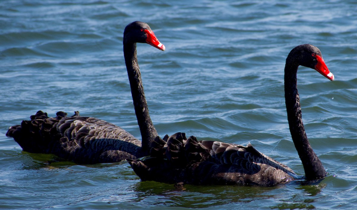 Black Swan - ML624555367