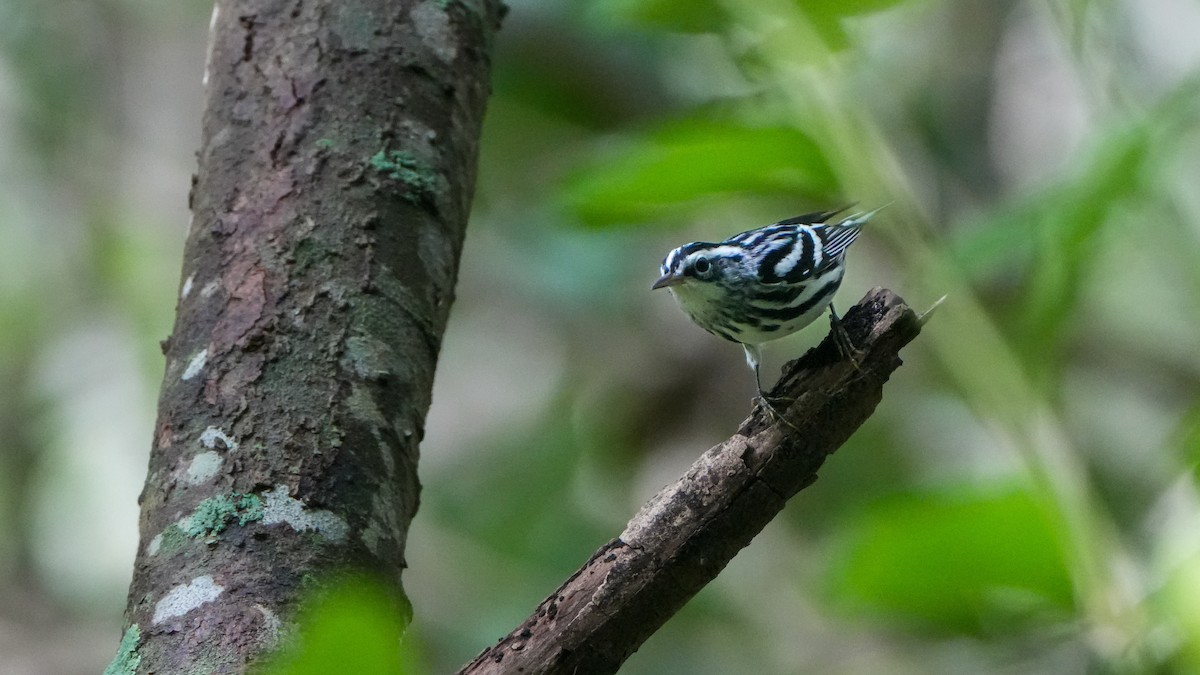 Black-and-white Warbler - ML624555368