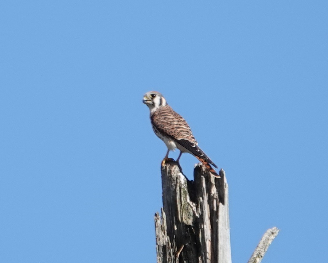 American Kestrel - Michael DeWispelaere