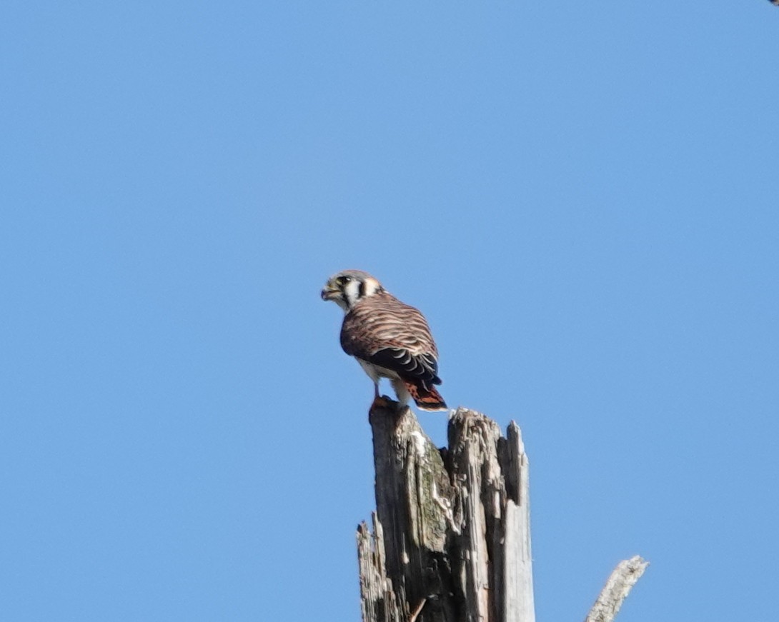 American Kestrel - ML624555370