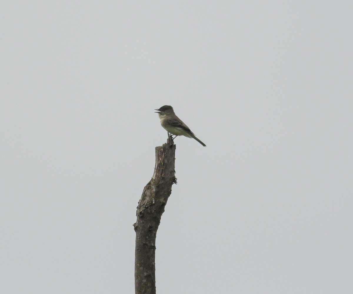 Eastern Phoebe - ML624555372