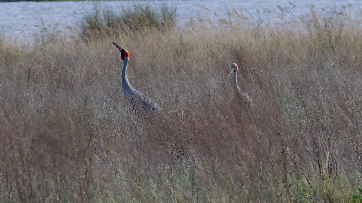 Brolga - ML624555374