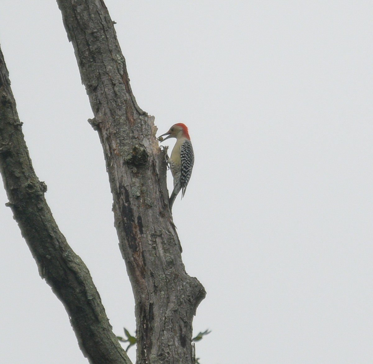 Red-bellied Woodpecker - ML624555376