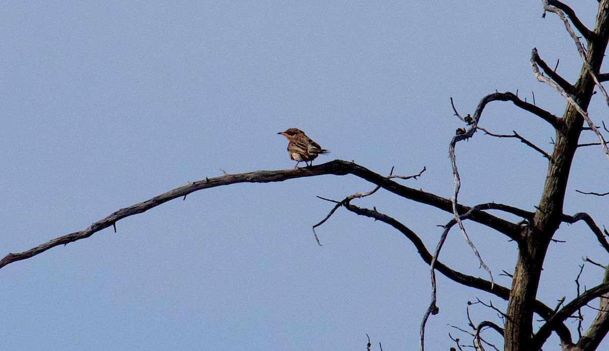 Spiny-cheeked Honeyeater - ML624555378