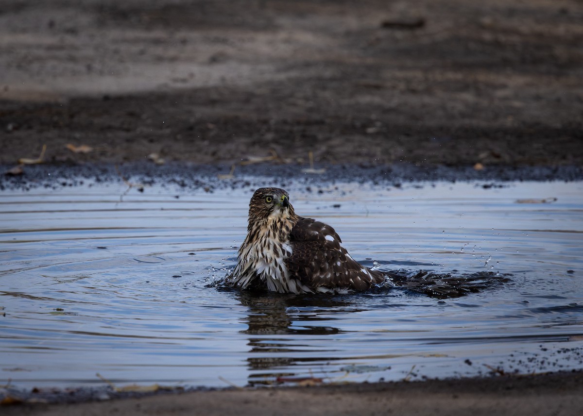 Cooper's Hawk - ML624555379