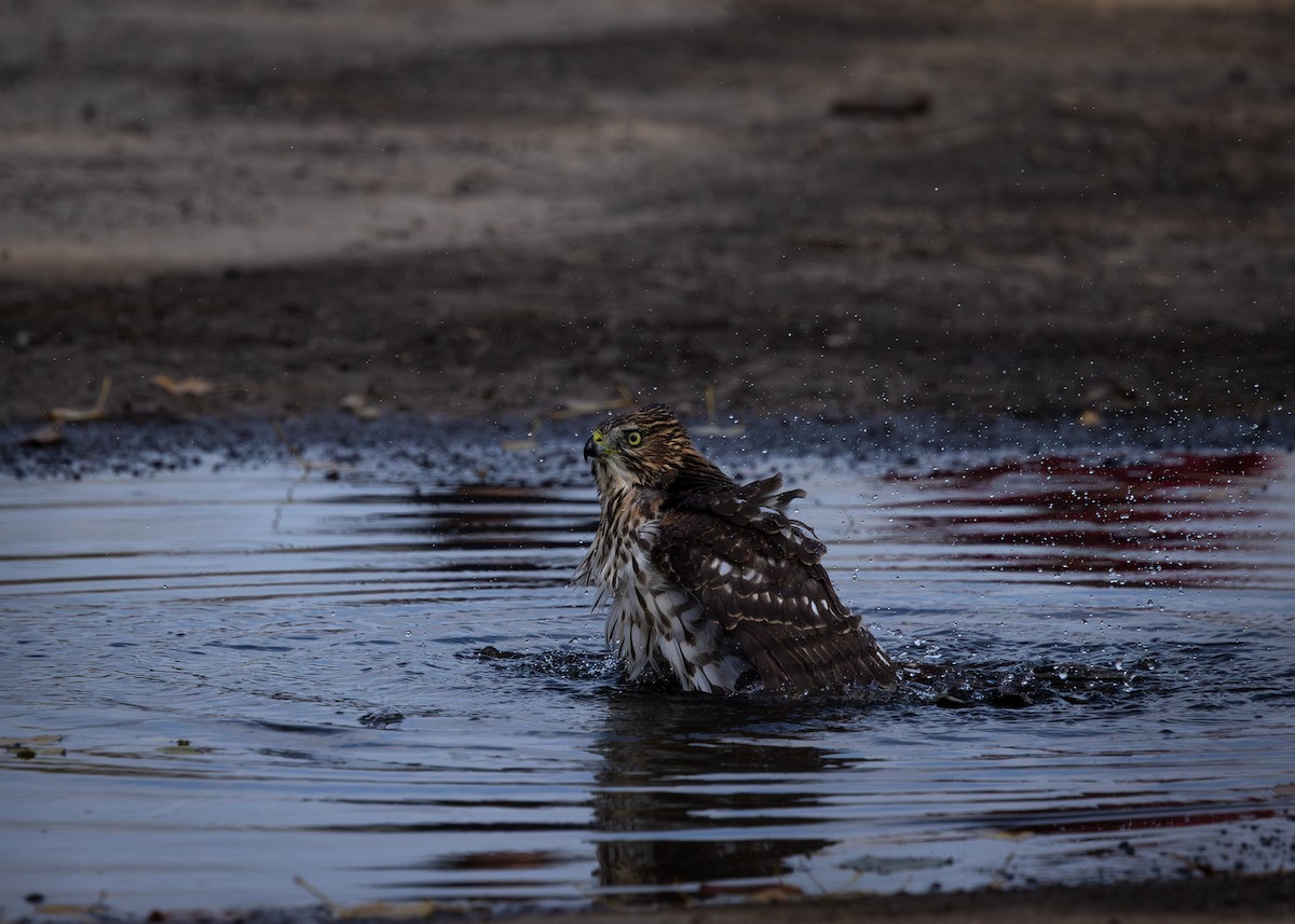 Cooper's Hawk - ML624555380