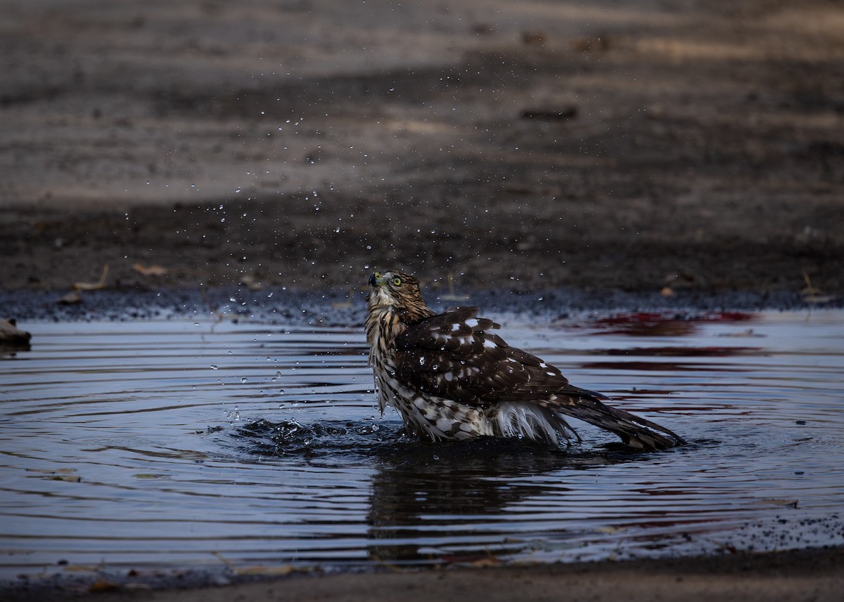 Cooper's Hawk - ML624555381