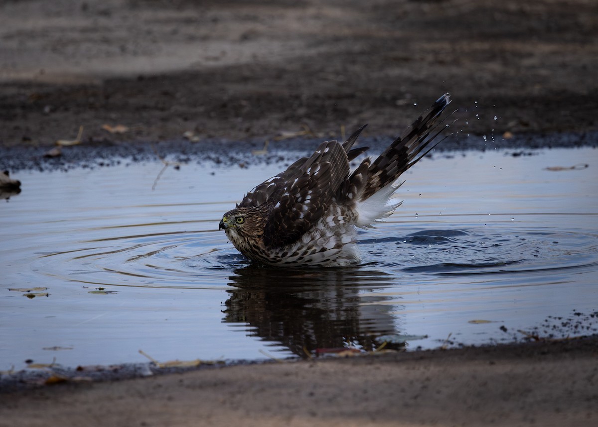 Cooper's Hawk - ML624555382