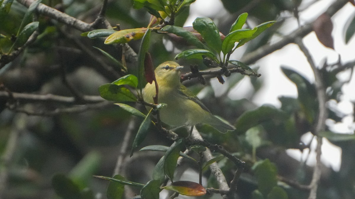 Tennessee Warbler - ML624555383