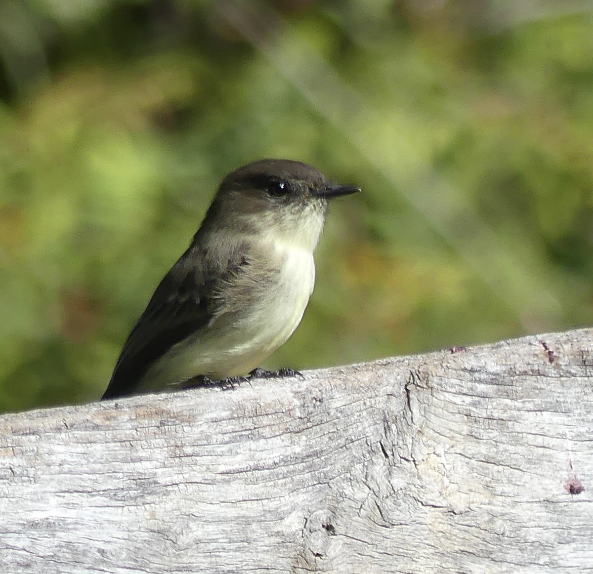 Eastern Phoebe - ML624555384