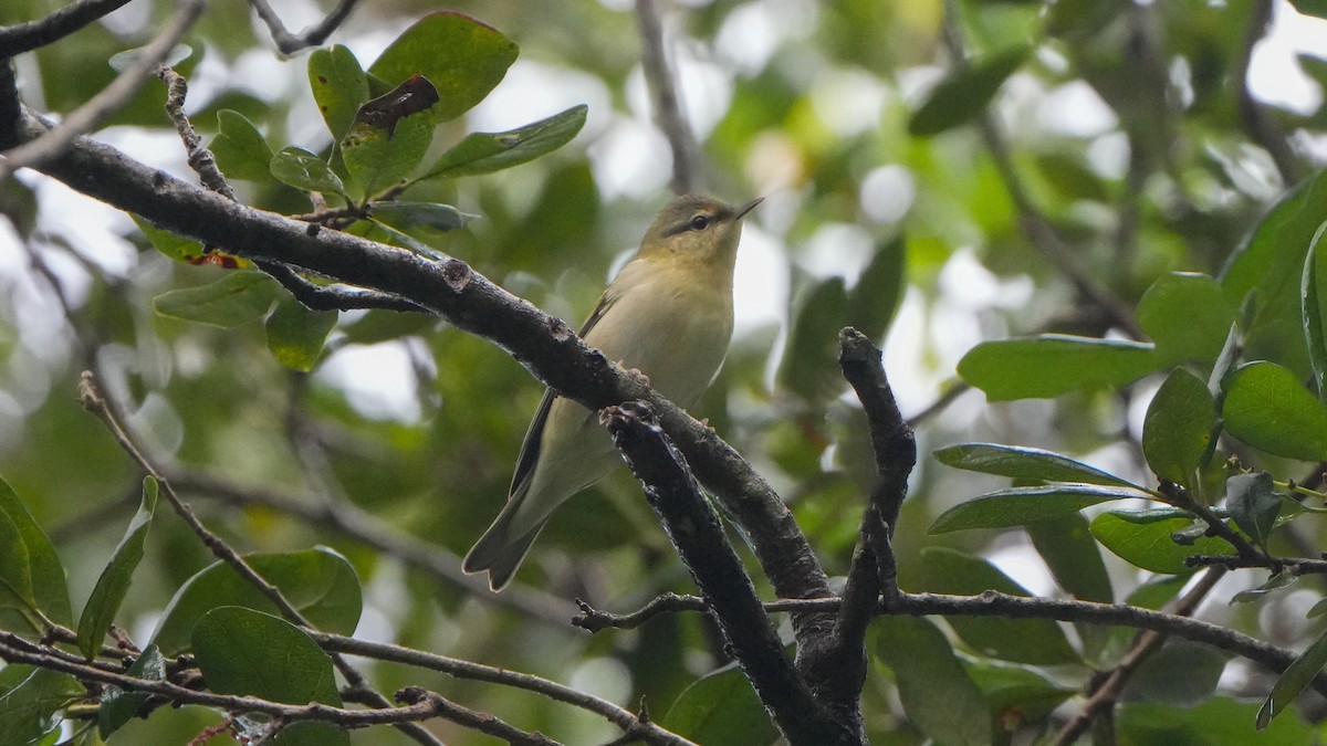 Tennessee Warbler - ML624555385