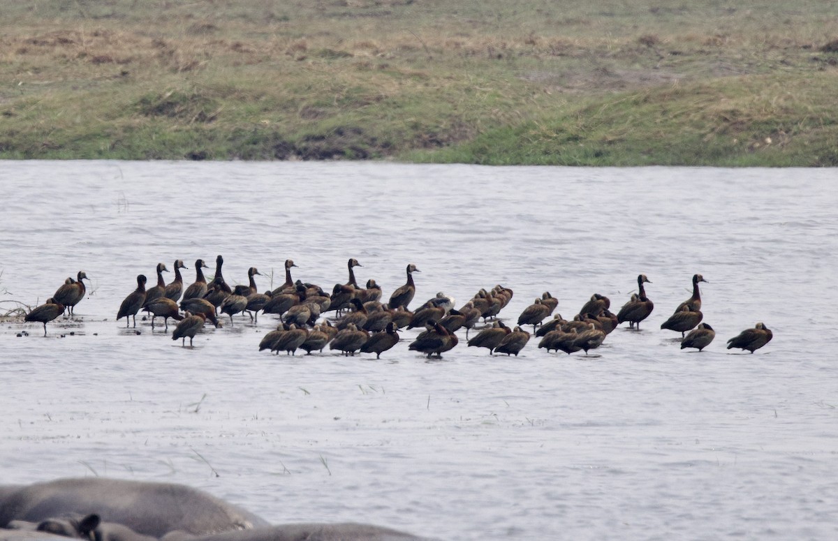 White-faced Whistling-Duck - ML624555386