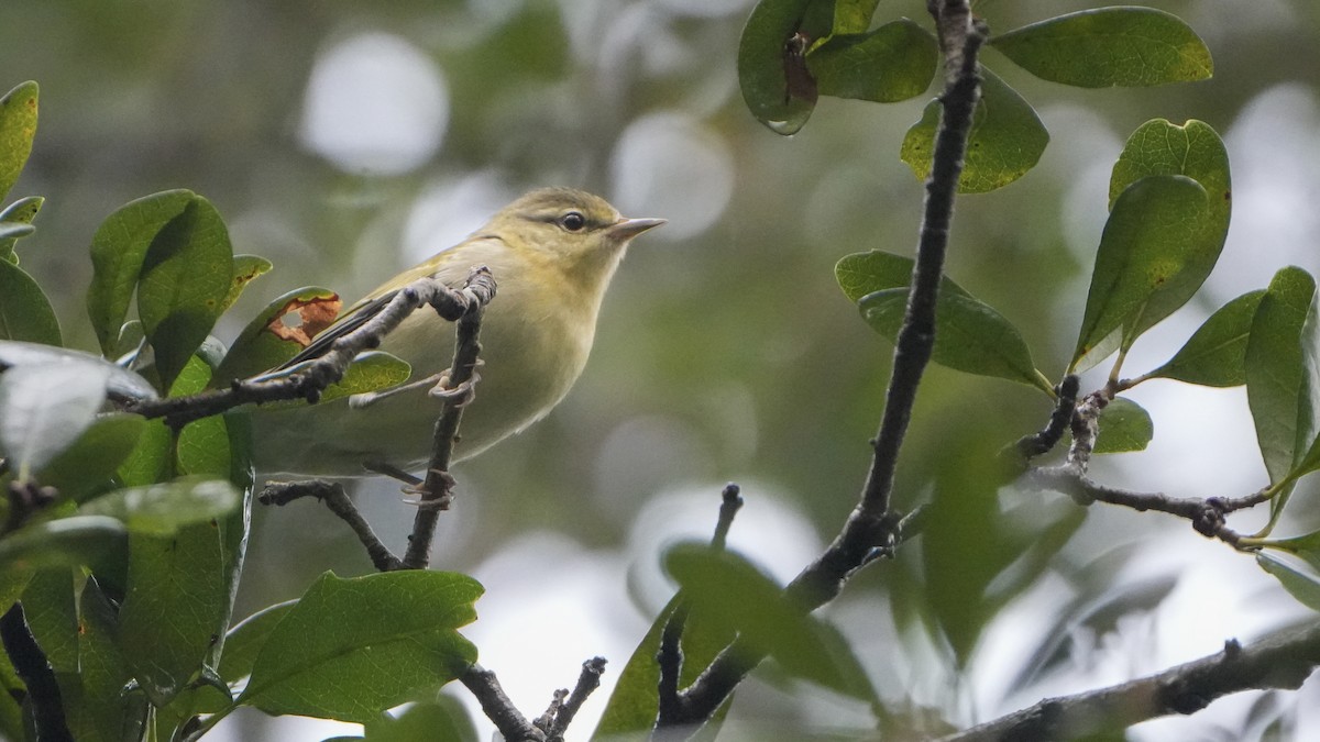 Tennessee Warbler - ML624555403